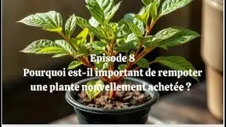 Episode 8. Je veux réussir mon rempotage : 12 minutes pour devenir incollable.
