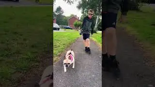 Dog walks 🐕 #dog #dogwalks #frenchie #frenchbulldog #walkies #outside #freshair #happy #puppy #walk