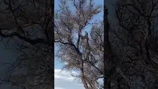 Leopard Strikes Twice in 7 Seconds! 🐆💥 Unbelievable Hunting Skills