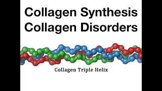 Collagen Synthesis & Disorders