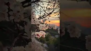 Spring 🌸🌅 #nature #mountains #flowers #trees #calmvibes #serenity #dagestan
