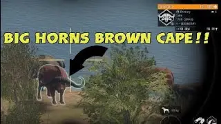 Big Horns BROWN DIAMOND cape!!  thehunter COTW