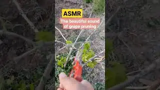 ASMR FARMER - the beautiful sound of grape pruning
