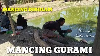 Mancing Gurami di Kolam Pancing Alami Surabaya | Mancing kiloan