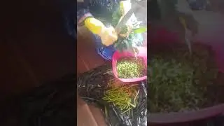 How to cut and cook potato leaves with palm oli
