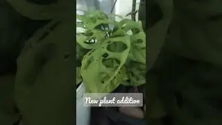 #new #plants #swiss #cheese