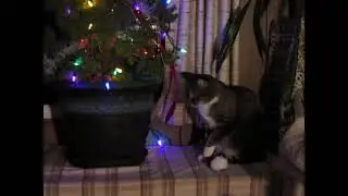 Bebe attacking Christmas Tree
