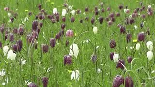 Purple And White Flowers - Royalty Free Stock Footage