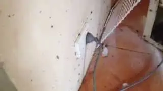 Cockroach Pests Perth Control Inspection