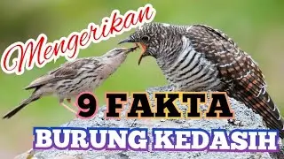 🔴SANGAT MENGERIKAN ||9 FAKTA BURUNG KEDASIH #cuckoo