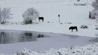 Horses Roaming in a Serene Winter Landscape