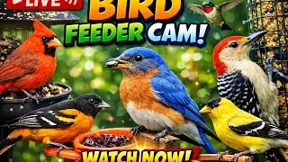Live West Virginia Winter Birds Feeding in the back yard.