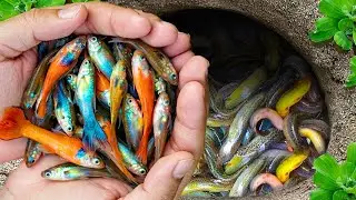 Catching strange aquarium fish in small size, purple guppy, pink guppy, lionfish, concubine fish.
