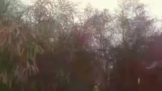 Jomating video || funny video 8099 vidio