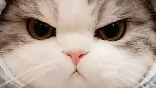 Live Adult Chat Panel 18+ 1/14/26