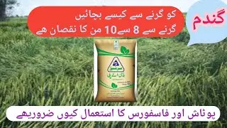 How to prevent wheat crop from lodging