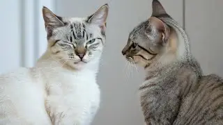 Cat Real Cat Life 🐱 | How a Cat Spends Her Day