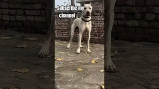 Real Indian Guard Dog 💪 | Dangerous Personality | Viral Clip