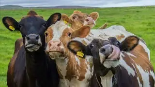 10 Curiosidades Sobre as Vacas