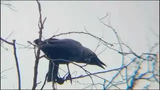صوت الغرابCrow Calls (2025)- Crow Calling to Attract Other Crows for Help Sounds You Will Hear..k