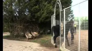 HorseWorld - Animal Rescue Squad with Matt Baker - Prince's story
