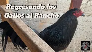 Regresando los Gallos al Rancho