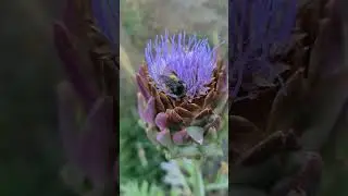 #nativepollinator #Bumblebee living it's best life in an artichoke bloom.
