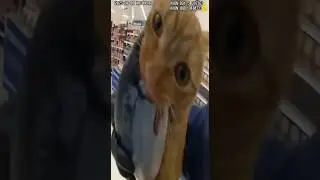 Cat steals salmon 😼👮&zwj;♀️ #sora #sora2 #ai #PoliceBodycam