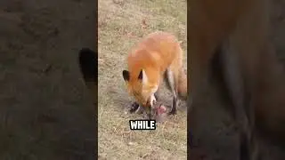 Facts About The American Red Fox 🦊