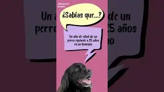 Edad canina 🆚 edad humana 🐶🐾💁🏻&zwj;♀️#perroyhumano #perroyhumanoenarmon&iacute;a #perroyhumanojuntos