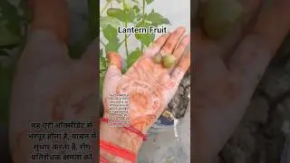 रसभरी फल। Lantern fruits ! Good health benefits #ytshorts #trending #food #benefits ##youtubefeed