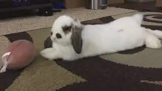 All work and no play makes Rabbit a dull girl :-P - Moody Rabbit :-D
