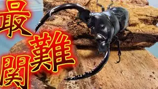 繁殖させるのに30万円以上かかるし滅多に卵を産まない激ムズクワガタにチャレンジ開始…