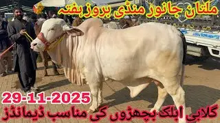 Gulabi Or Ablak Bachron Ki Munasib Demands | Multan Janwar Mandi Latest Rates Updates | 29-Nov-2025