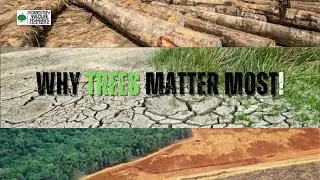 How Deforestation is Destroying Our Planet | Urgent Steps We Must Take | FW&F, Punjab