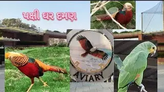 Daman Aviary Bird House 🐦દમણ પક્ષી ઘર &ndash; રંગબેરંગી પંખીડાઓ નું ઘર 🐥#daman#viral #vlog #aviyari#mahes