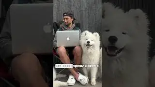 Серия 1 - На АВТОДОМЕ с 4 СОБАКАМИ / полное видео в ленте. #vanlive #автодом #путешествиессобаками