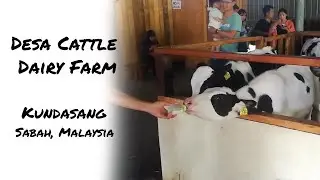 Desa Cattle Dairy Farm Sabah Malaysia | Moazzam Abbas