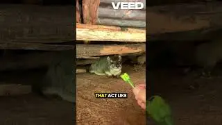 Hyrax: The Small Mammal with Big Surprises