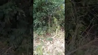 bambu muda@(untuk membuat kancing, Pakuh mulsa)