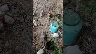 pure desi mugri