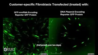 BEMY: Transient ex vivo Cell Modification: mRNA vs DNA