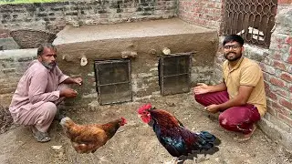 Apnay Chicks k Liye Banaya Safest Home 😍? Mud House For Hens