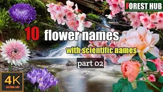 Flower names in English with picture and scientific names | Flowers name |Forest hub