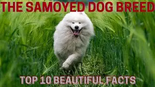 The Samoyed Dog 🐶 | Top 10 beautiful facts