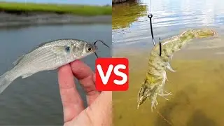 Shrimp VS Mullet (What's The Best Bait For Each Inshore Species?)