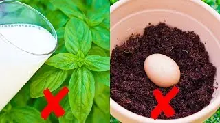 NEVER Feed Milk to Plants or Bury an Egg in Garden Soil