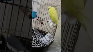 Remzi, benimle saklambaç  oynarken  tripleri 🫠