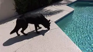 Hot Weather Search & Rescue Training with Coraz&oacute;n.