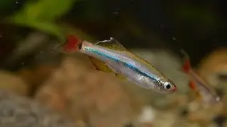 Tanichthys micagemmae